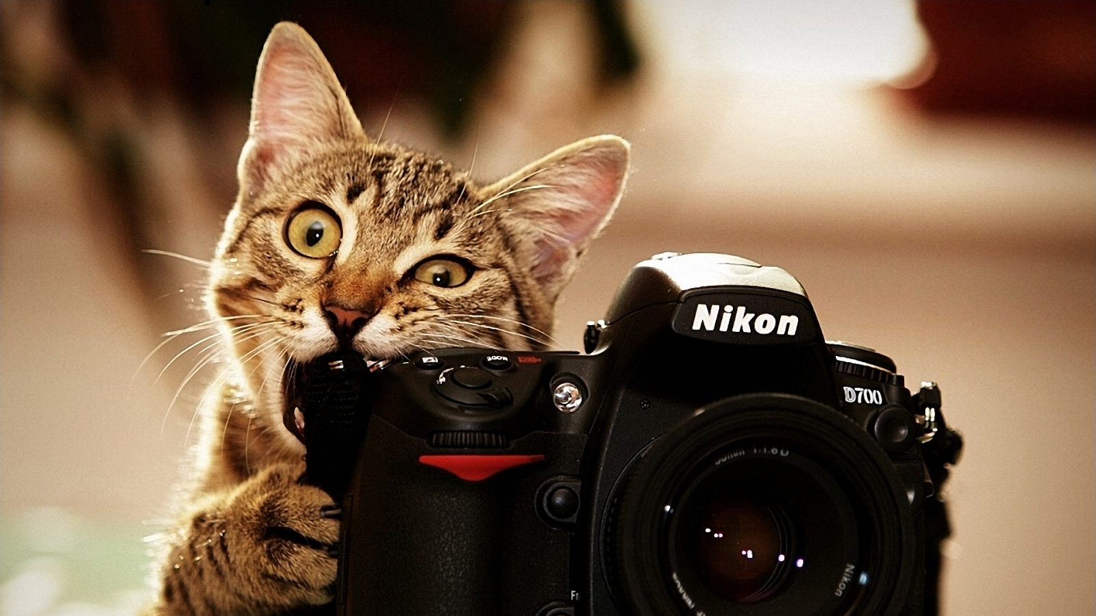 Кот с фотоаппаратом
